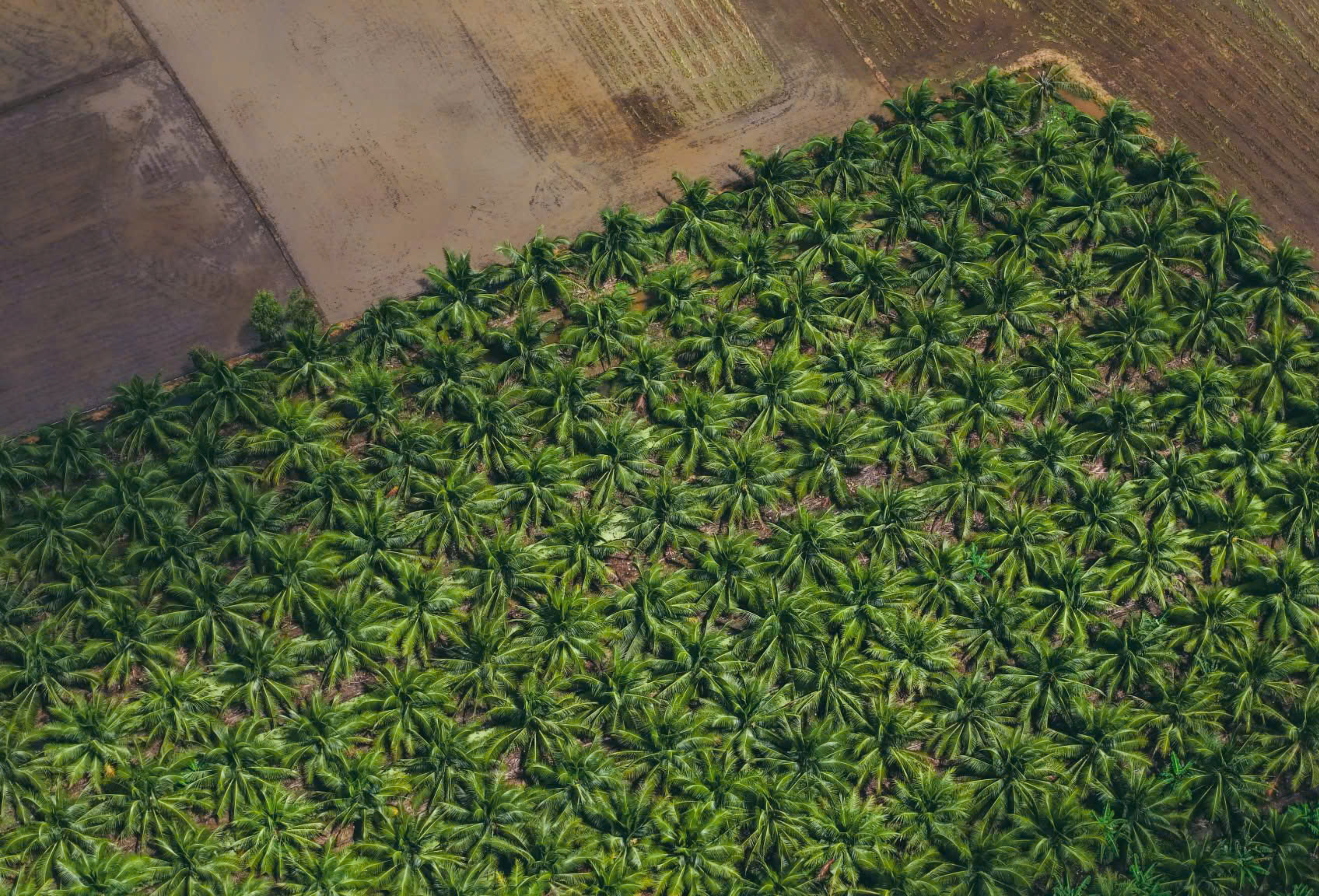 VietSun Holdings Desiccated coconut