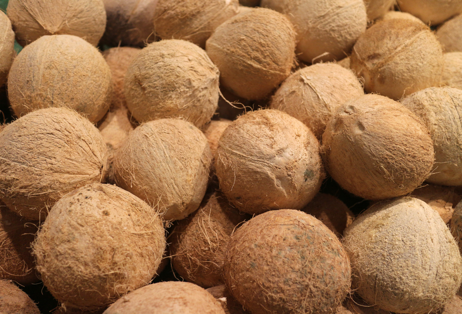 VietSun Holdings Matured Coconut