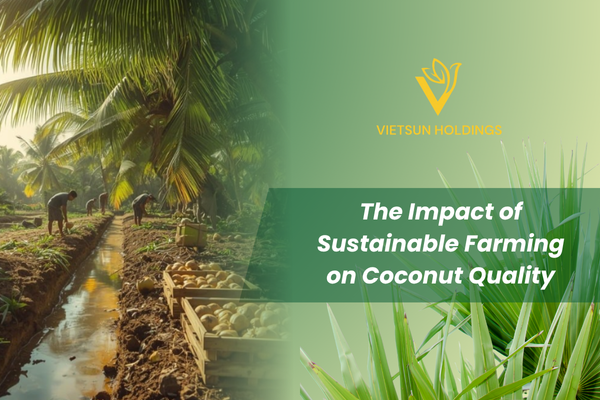 可持续农业对椰子品质的影响 | The Impact of Sustainable Farming on Coconut Quality
