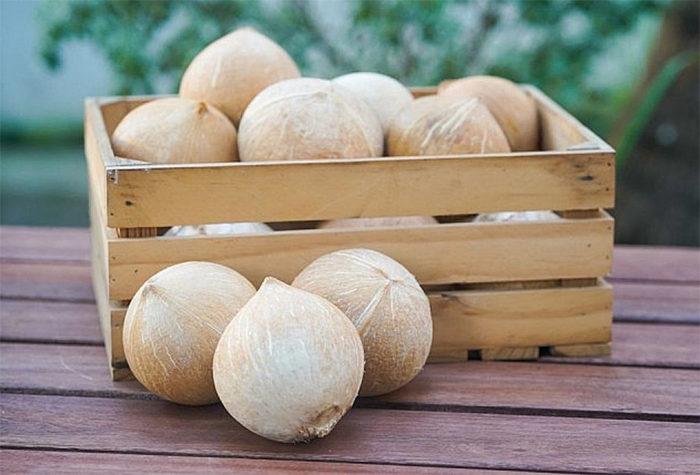 全去壳椰子