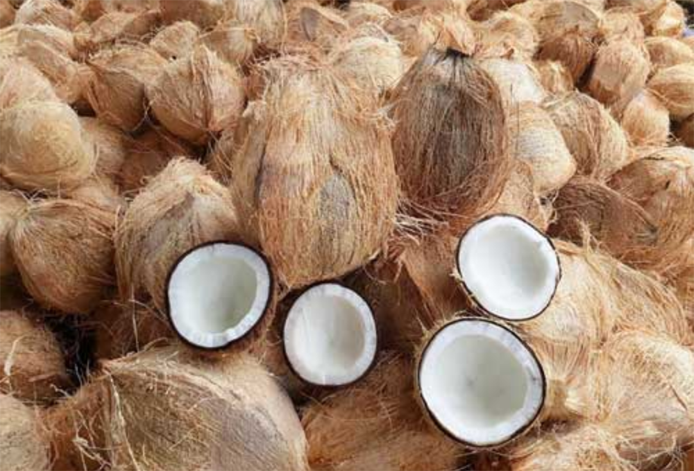 半去壳椰子